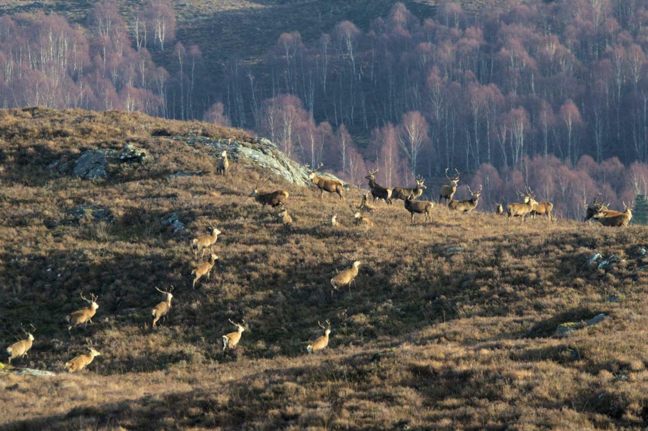 Rosemount Cottage One- Highland Cottage Garve Esterno foto