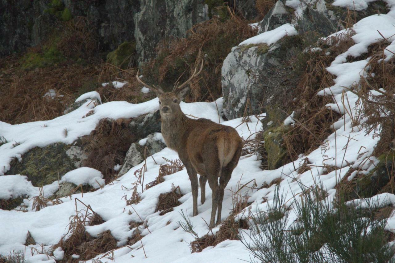 Rosemount Cottage One- Highland Cottage Garve Esterno foto