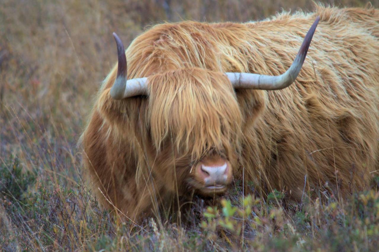 Rosemount Cottage One- Highland Cottage Garve Esterno foto